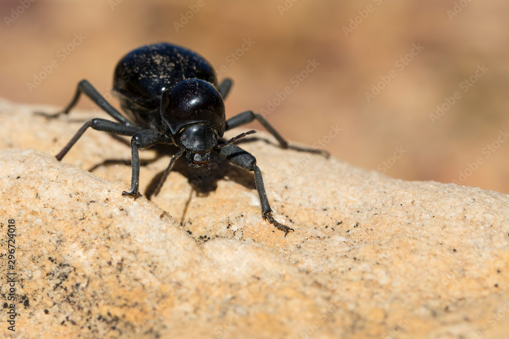 Darkling beetle on a rock in the dry, hardy Biedouw Valley, South Africa Darkling beetle on a rock in the dry, hardy Biedouw Valley, South Africa