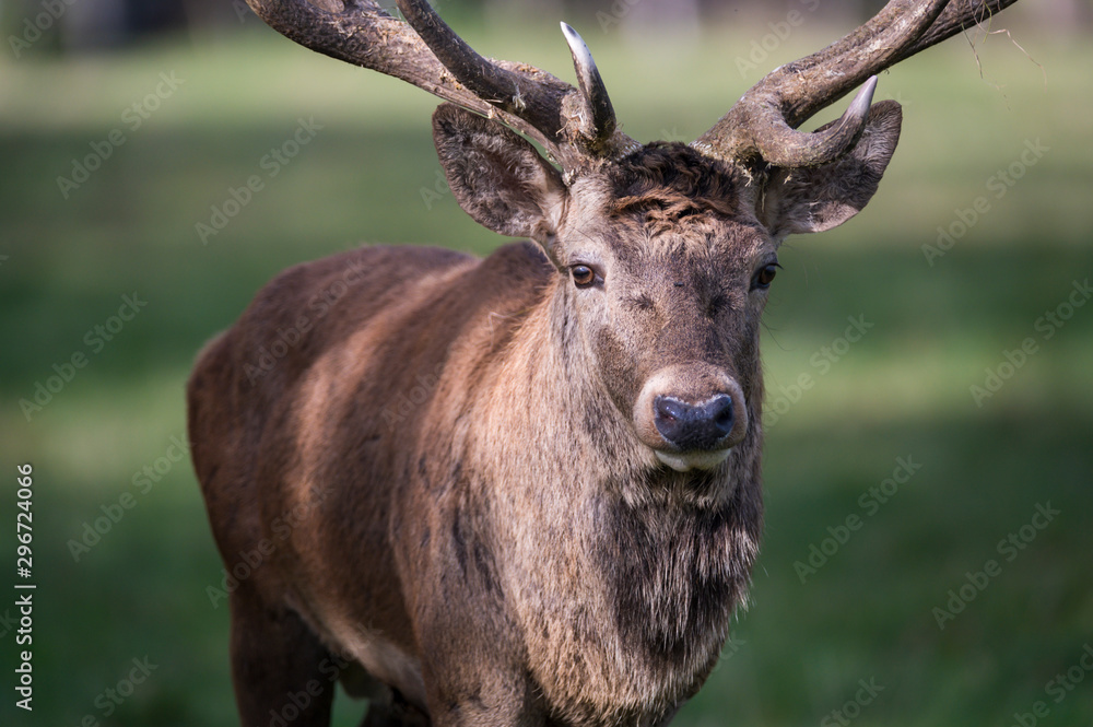 Rothirsch im Spiel von Licht und Schatten