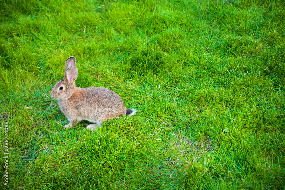 Obraz premium One rabbit eats grass in garden
