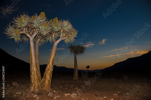 Quiver trees at sunset in the Biedouw Valley South Africa. photo