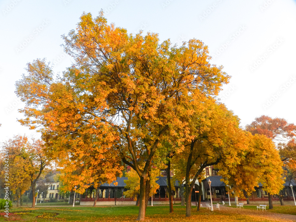 Naklejka premium Park