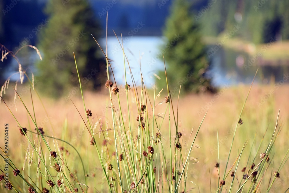 grass on a background of blue lake grass on a background of blue lake