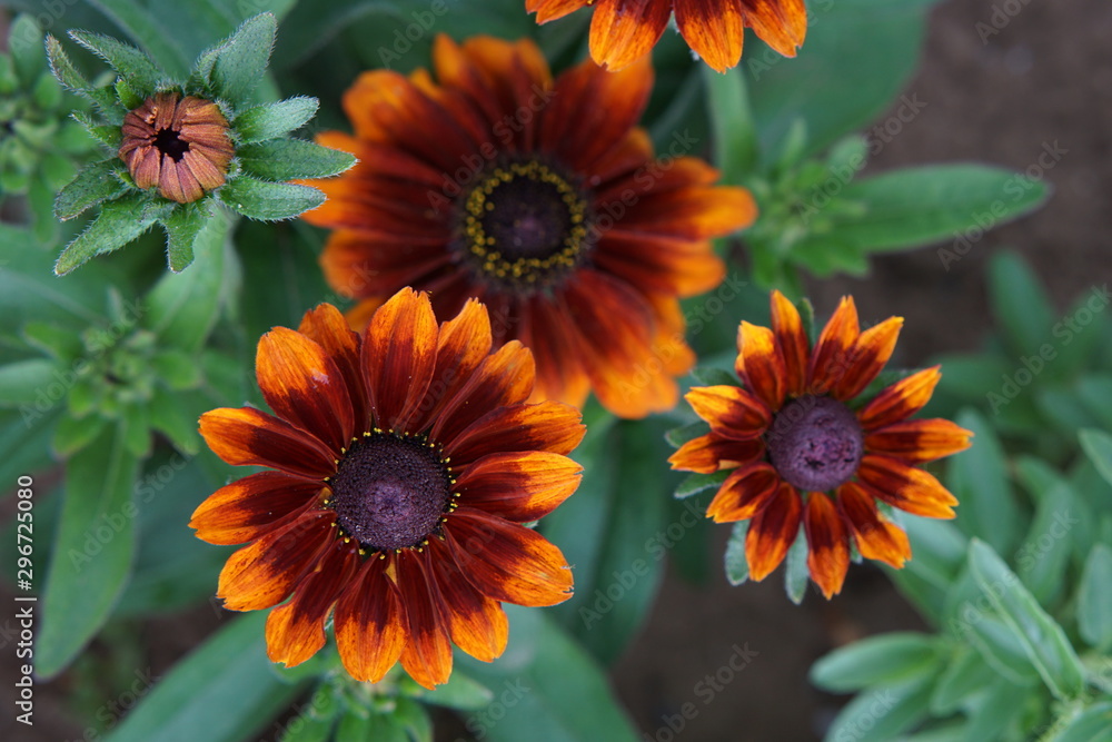 Rudbeckia chocolate orange Rudbeckia chocolate orange
