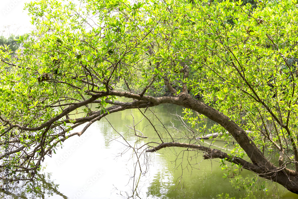 Fototapeta premium green tree over riverbank