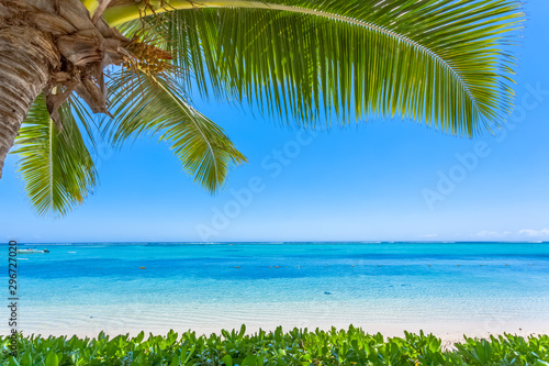 Fototapeta Naklejka Na Ścianę i Meble -  palm trees on the beach, Morne Brabant, Mauritius 