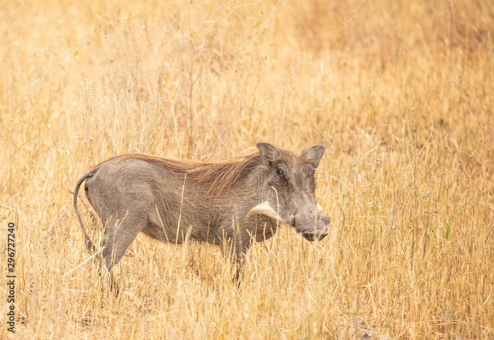 african wild boar (sus scrofa aligra) in a wilderness of Tanzania african wild boar (sus scrofa aligra) in a wilderness of Tanzania