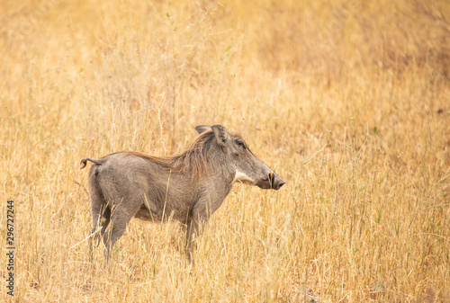 african wild boar (sus scrofa aligra) in a wilderness of Tanzania photo