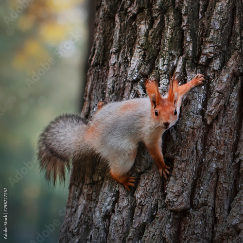 Squirrel in the autumn park. Red gray squirrel portrait close up