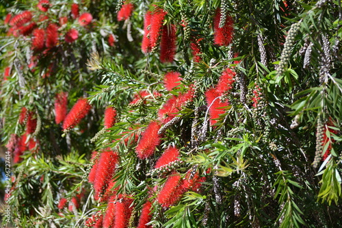 red callistemon flowers and green plants in a sunny day