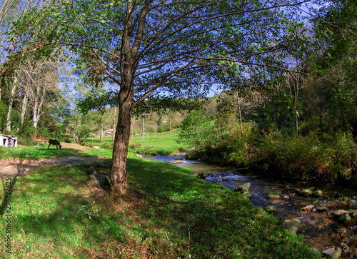 sunny pastures among the woods crossed by a stream in the mountains of Piedmont