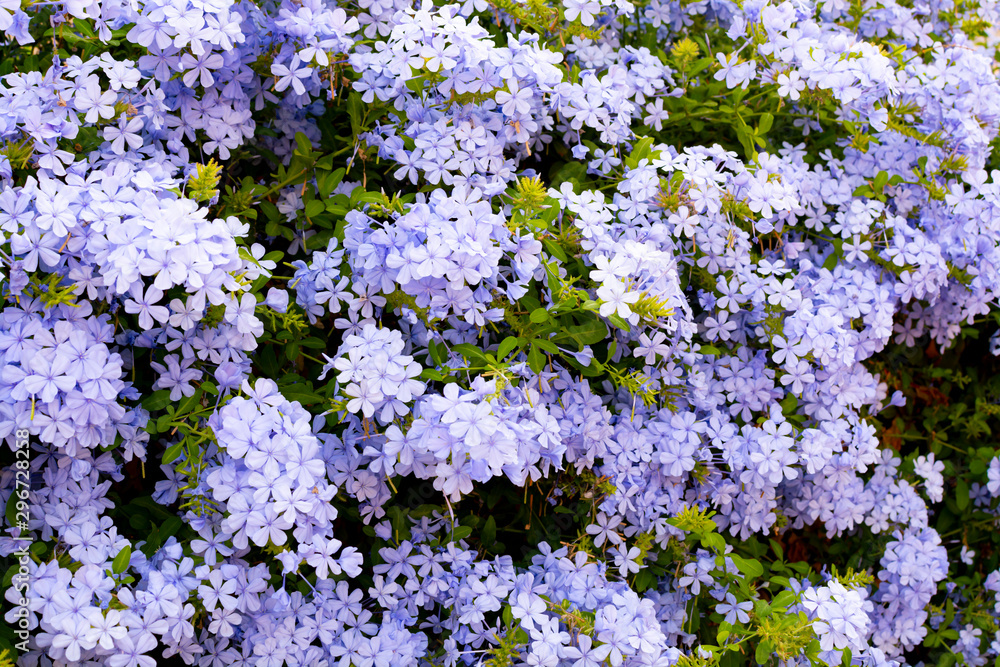 Obraz premium Summer blossom of blue plumbago flowers