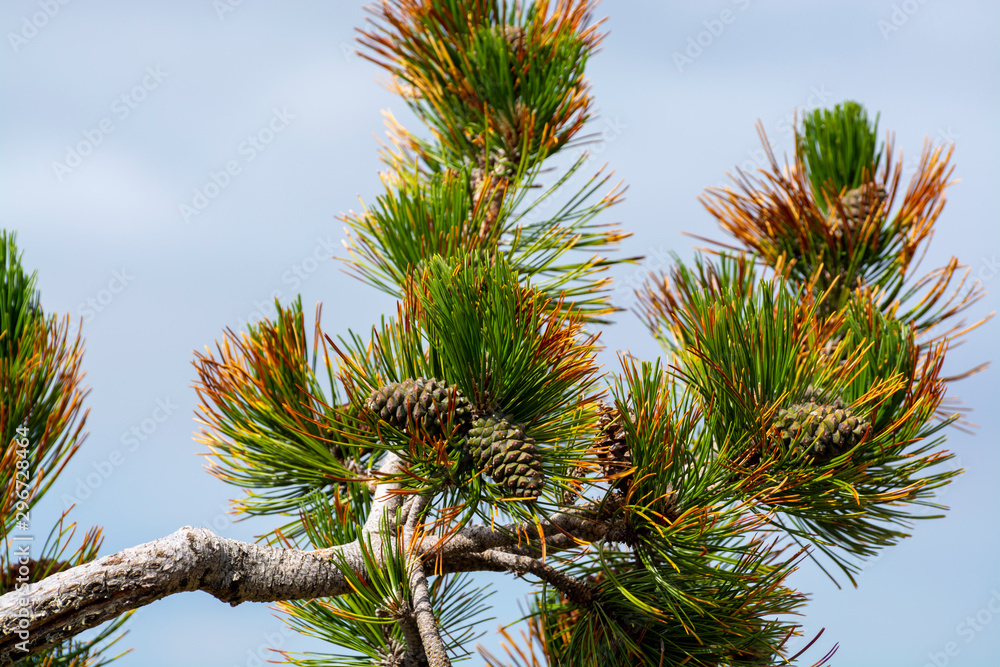 Pine tree branch close up with mountains on background, winter ski vacation or christmas background Pine tree branch close up with mountains on background, winter ski vacation or christmas background