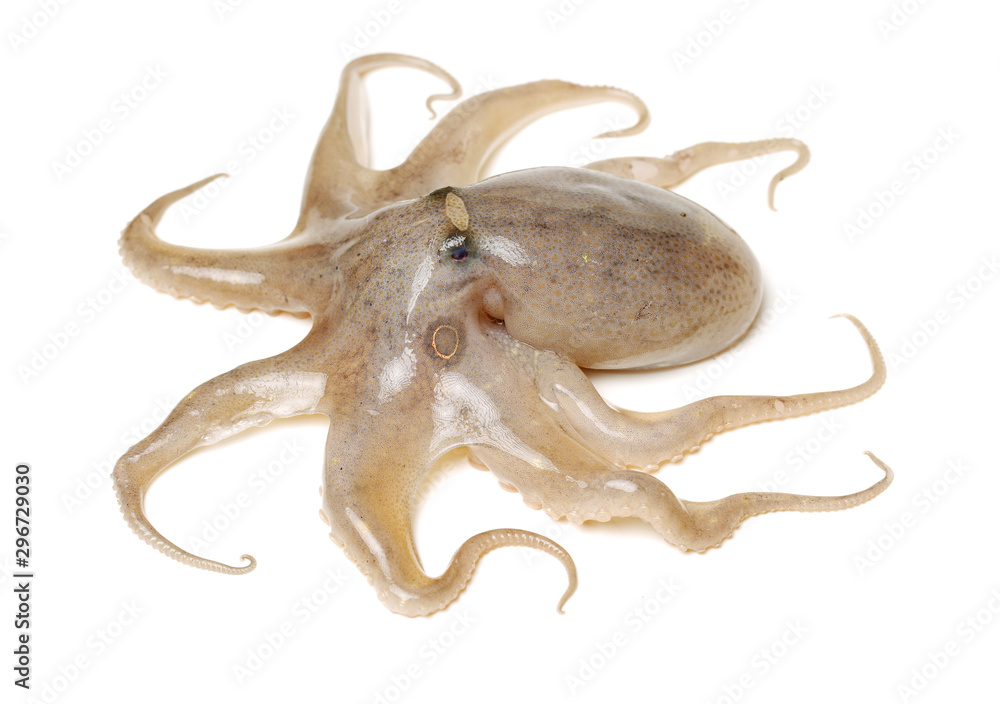 Fototapeta premium Octopus on white background