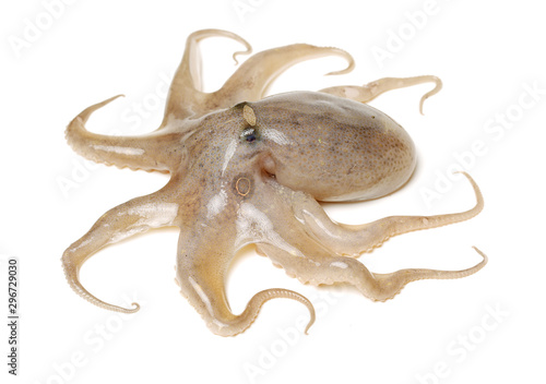 Octopus on white background © zcy