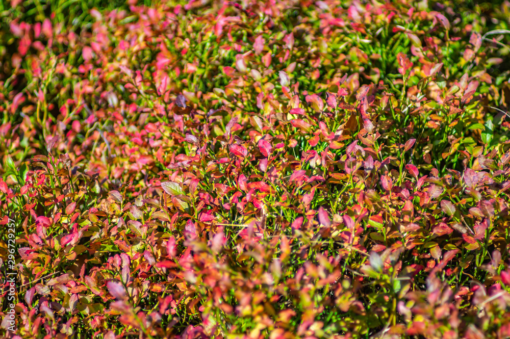 Colorful bush blueberries in autumn