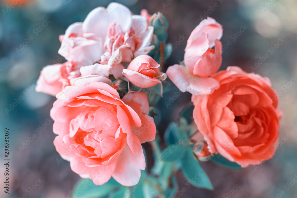 Beautiful coral roses flowers in garden close up. Tinted effect