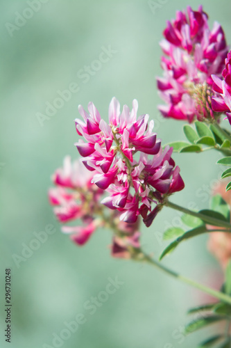 Wallpaper Mural pink flowers of Sulla with which an excellent honey is produced in Sicily, Italy Torontodigital.ca