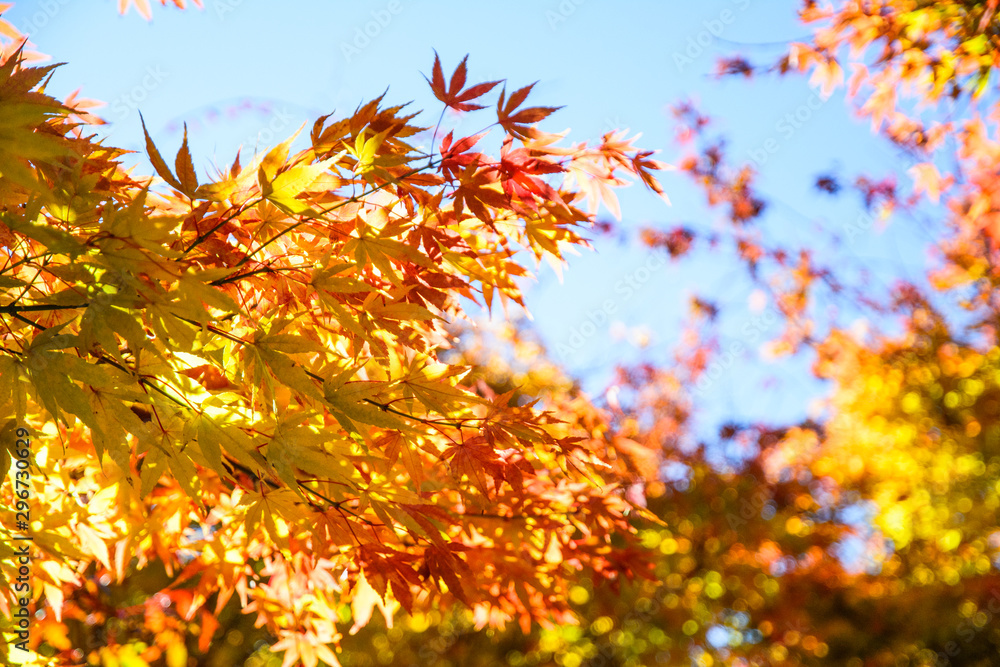 Close-up of autumn-colored leaves on a tree