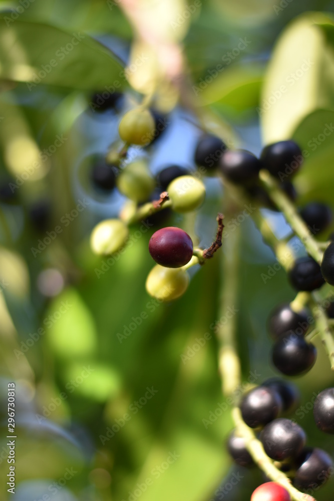 Reife und unreife Früchte - Kirschlorbeer (Prunus laurocerasus) Reife und unreife Früchte - Kirschlorbeer (Prunus laurocerasus)
