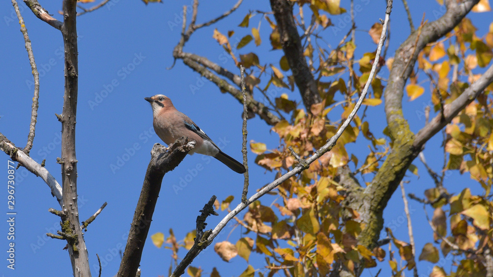 Ghiandaia posata sul ramo di un albero, in autunno Ghiandaia posata sul ramo di un albero, in autunno