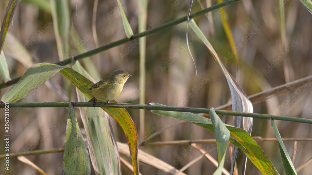 Fototapeta premium Luì piccolo posato sui rami delle canne nella palude, in autunno