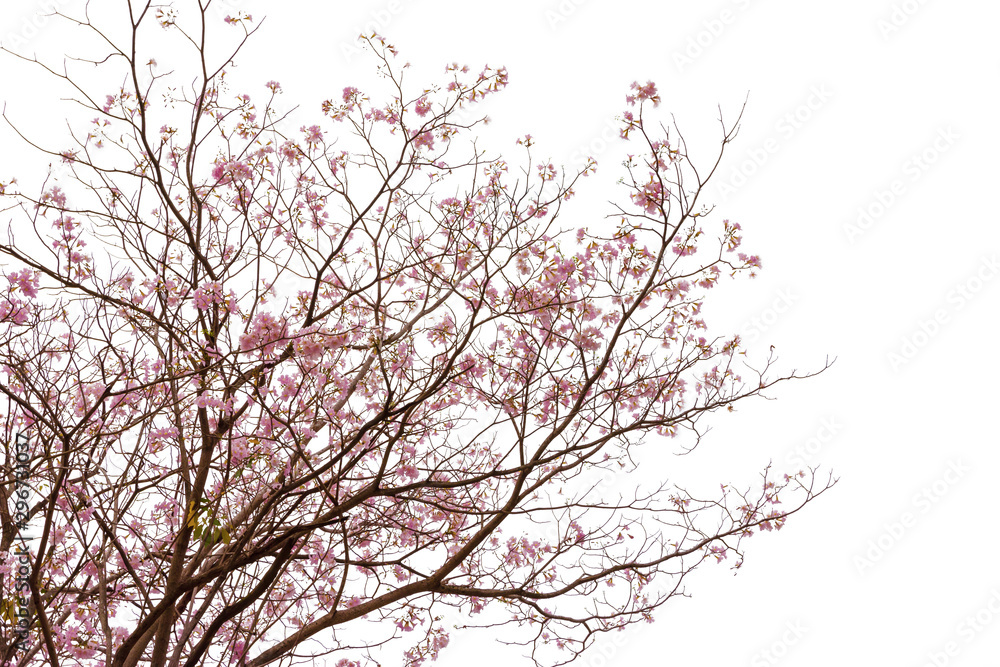 Pink trumpet tree or Tabebuia rosea isolated on white background Pink trumpet tree or Tabebuia rosea isolated on white background