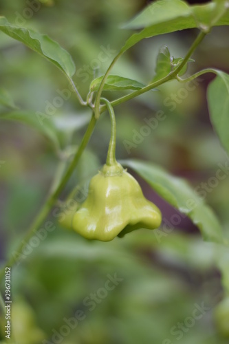 Unreife Glockenchili (Capsicum baccatum) photo