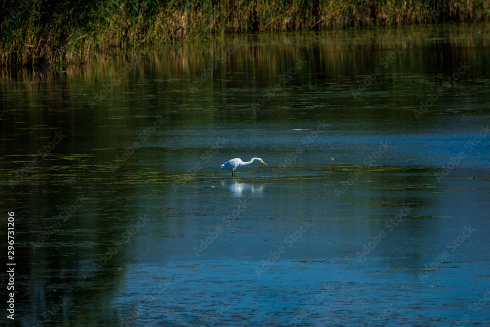 animals and wildlife animals and wildlife