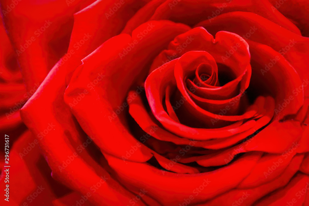 Red rose. A close up macro shot of a red rose. Red rose. A close up macro shot of a red rose.