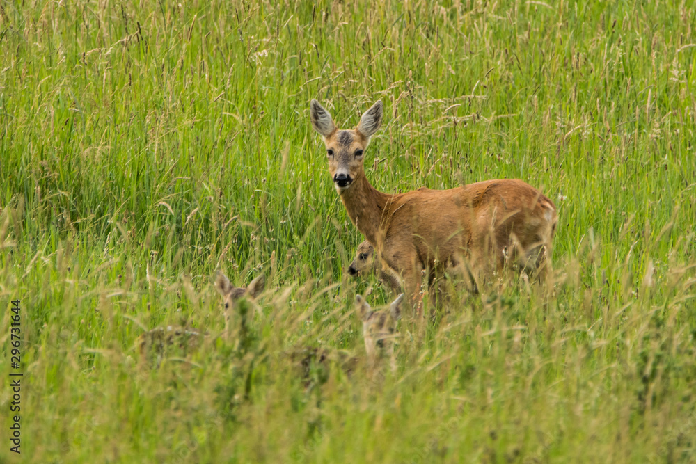 Fototapeta premium animals and wildlife