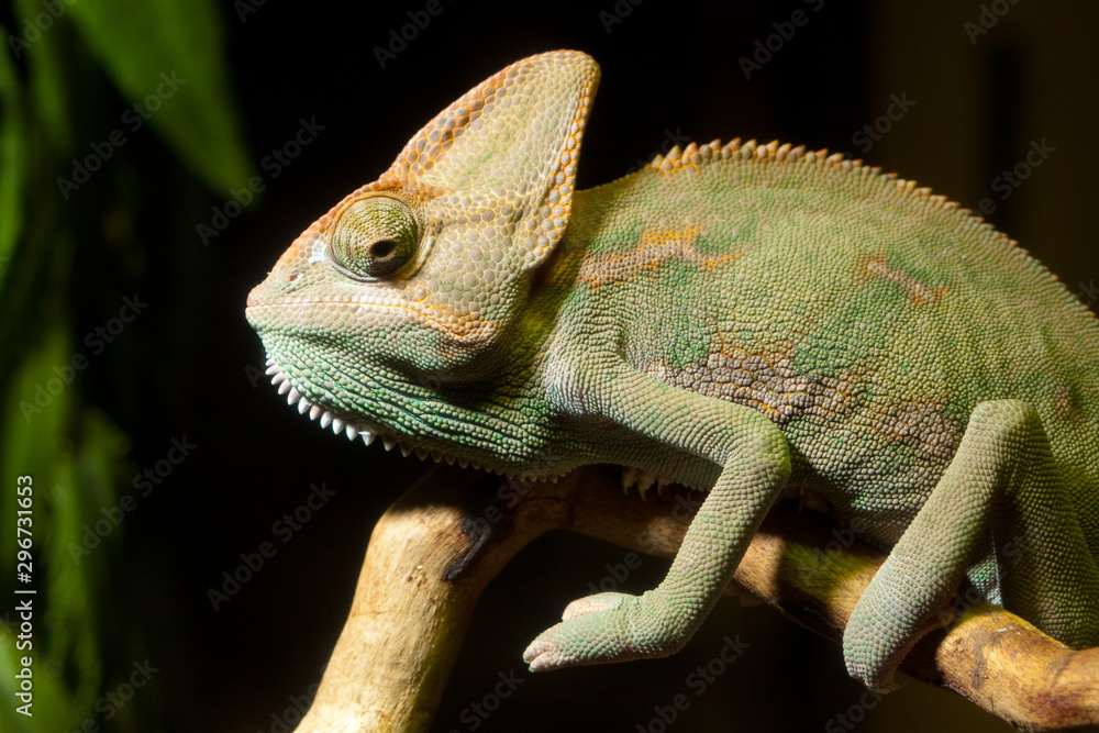 Obraz premium Iguana