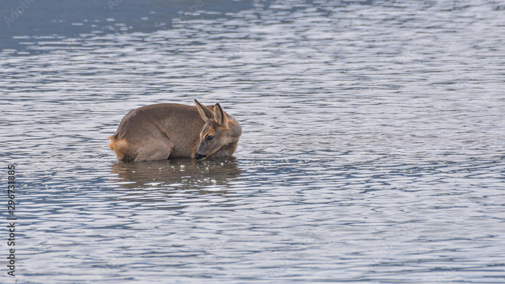 Fototapeta premium Caprioli che attraversano un fiume