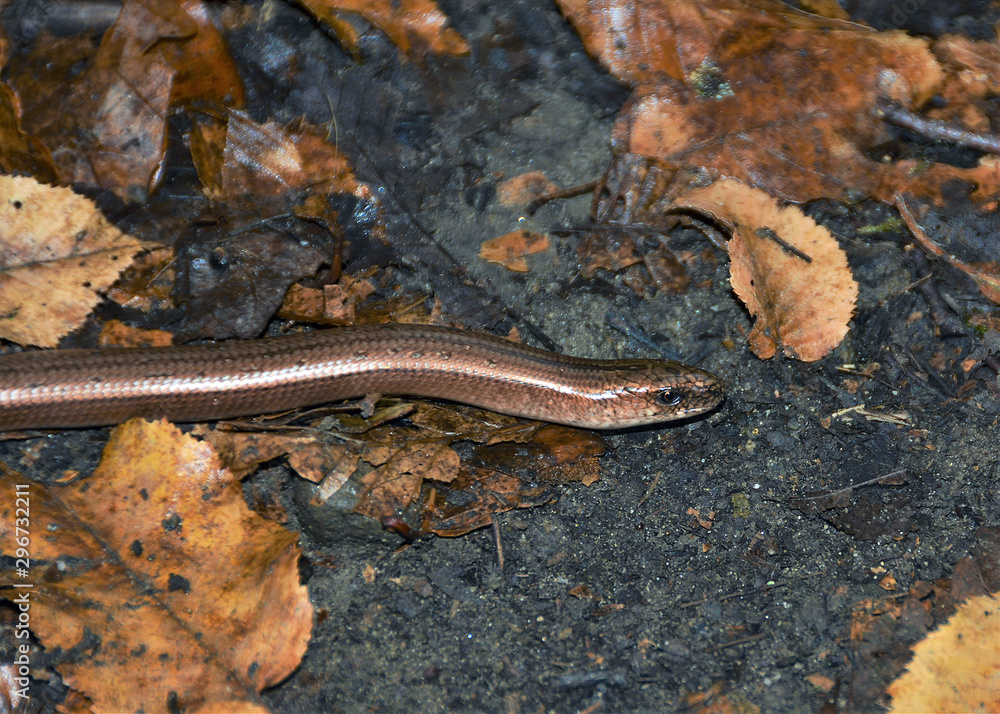 a lizard Anguis fragilis on the ground a lizard Anguis fragilis on the ground