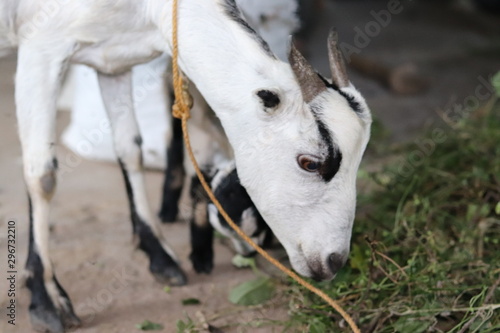 goat eating leaves © shahul