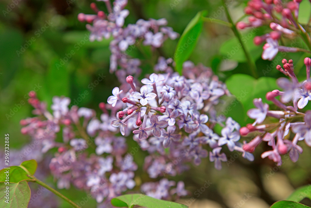 Lilac flower Lilac flower