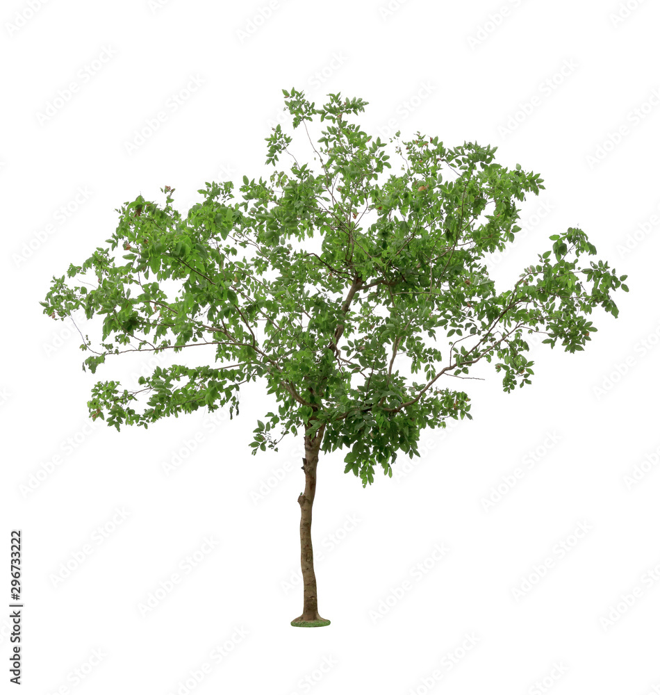 Green Tree isolated on white background Green Tree isolated on white background