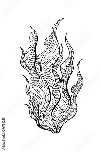 Underwater sea weed, laminaria spirulina seaweed sketch icon. Black engraved water element graphics for coloring book, tattoo, print. Ocean doodle hand drawn vector illustration art isolated on white