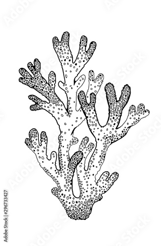Underwater coral reef sketch, sea weed icon. Black engraved water element graphics for coloring book, tattoo, t-shirt print. Ocean doodle hand drawn vector illustration isolated on white background