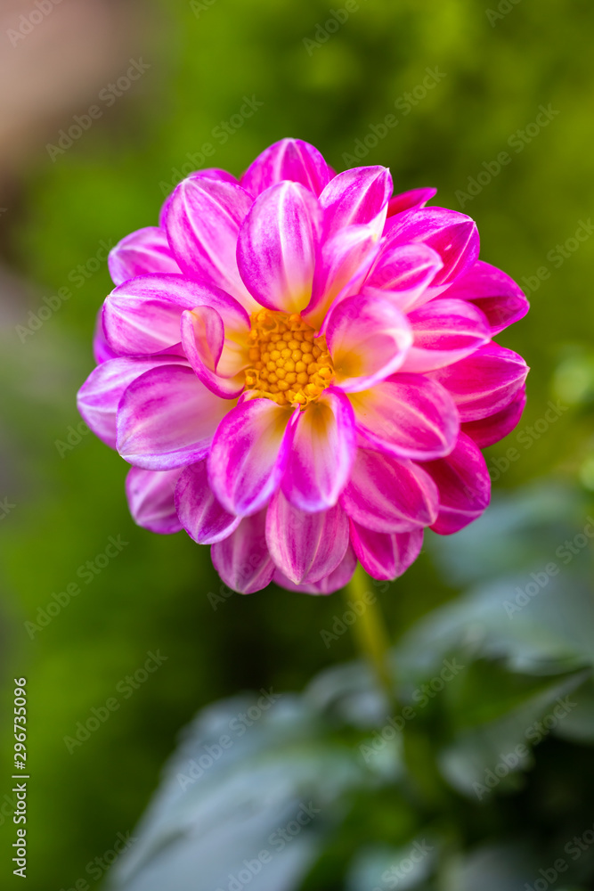 ダリアの花 ダリアの花