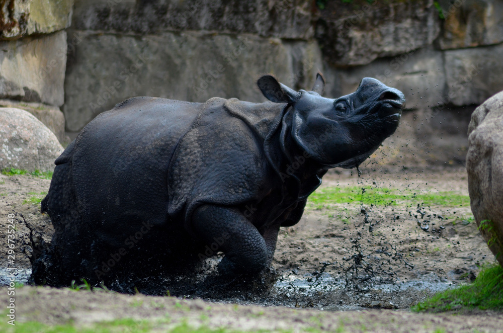 animals and wildlife