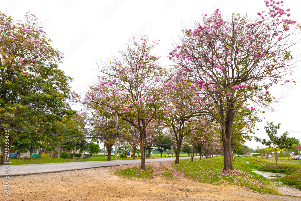 Pink trumpet tree or Tabebuia rosea Pink trumpet tree or Tabebuia rosea
