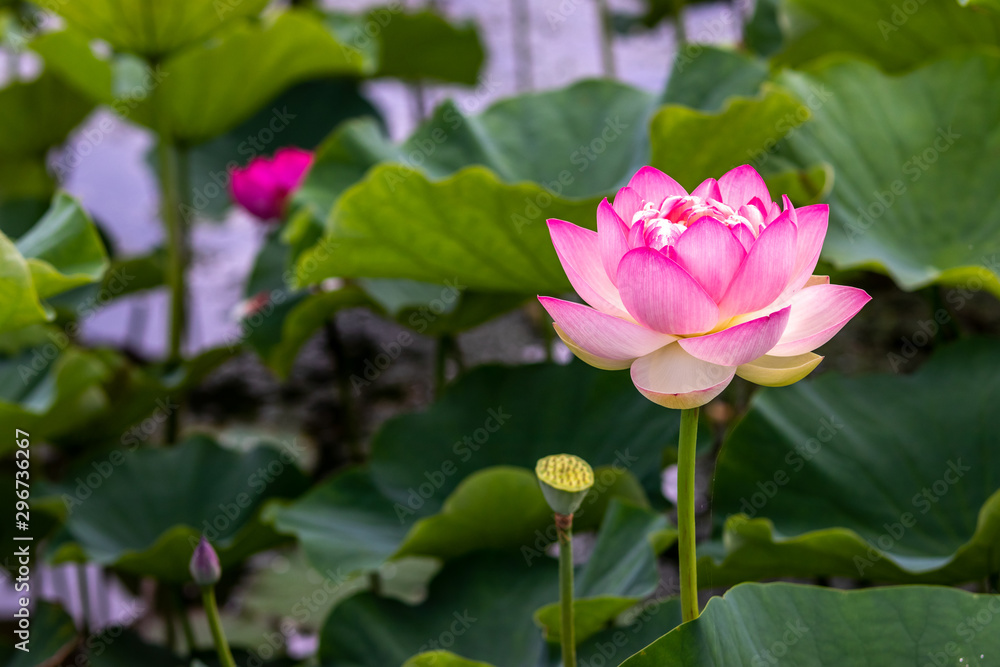 蓮の花　夏イメージ