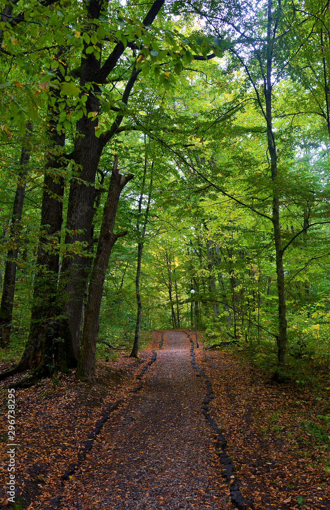 an alley through the green forest an alley through the green forest