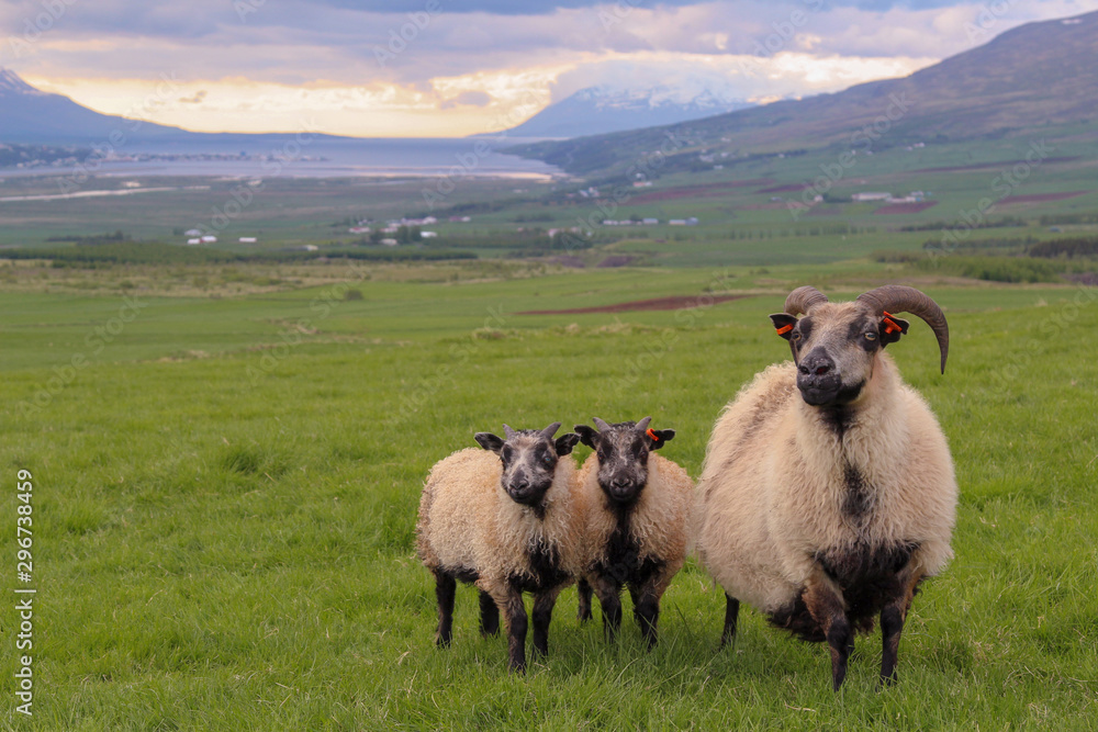 Icelandic sheep with two lambs poses with a beautiful sunset scenery in the background. Icelandic sheep with two lambs poses with a beautiful sunset scenery in the background.