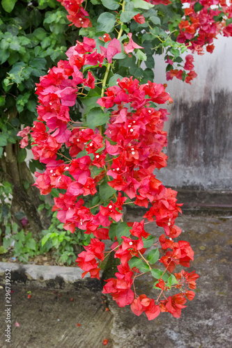 Red Bougainvillaea Flower Fototapete