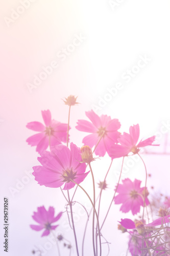 Closeup Pink cosmos flowers,soft focus © sirawut