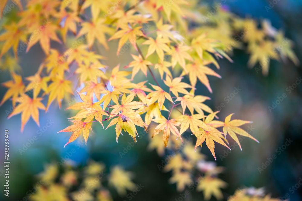 紅葉　秋イメージ