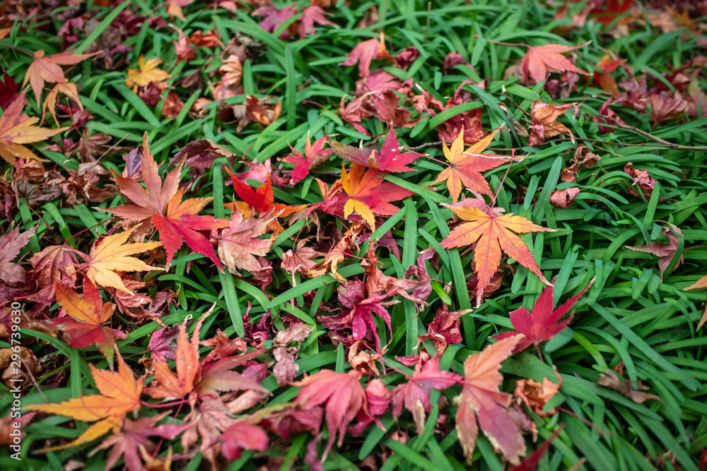 紅葉 秋イメージ 紅葉 秋イメージ