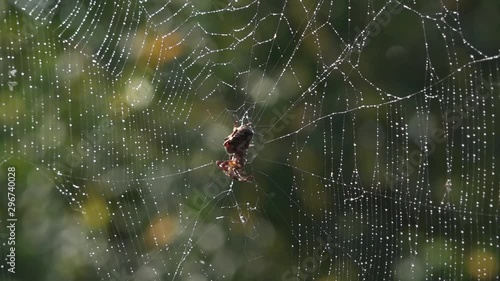 Morning dew, silence, peace, bliss.The spider set an ambush.Spider web and spider.The process of catching insects in spider webs.Light bokeh.The movement of the spider.Shadow and light.Forest.
