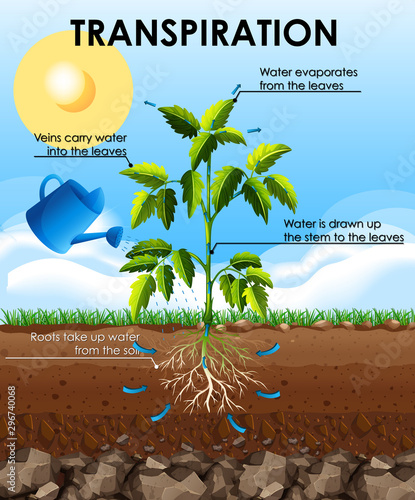 Diagram showing transpiration with plant